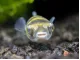 Amazon Puffer (Colomesus asellus)