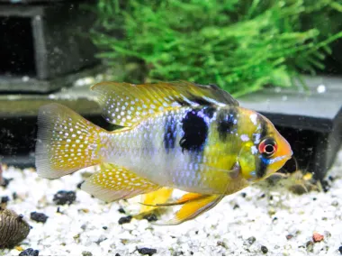 Cichlid (Mikrogeophagus ramirezi)