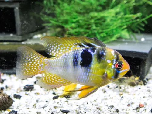 Cichlid (Mikrogeophagus ramirezi)