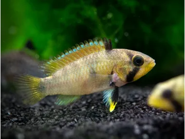 Blue Panda Dwarf Cichlid (Apistogramma panduro/pandurini) 