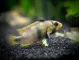 Blue Panda Dwarf Cichlid (Apistogramma panduro/pandurini) 