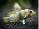 Blue Panda Dwarf Cichlid (Apistogramma panduro/pandurini) 