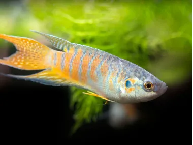 Blue Paradise Fish (Macropodus opercularis) 