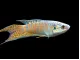 Blue Paradise Fish (Macropodus opercularis) 