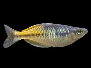Boeseman's AKA Boesemani Rainbowfish (Melanotaenia boesemani)