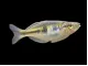 Boeseman's AKA Boesemani Rainbowfish (Melanotaenia boesemani)