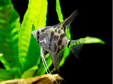 Clown Angelfish (Pterophyllum scalare "Clown")