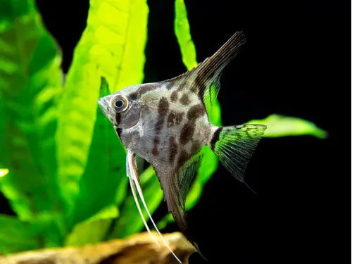 Clown Angelfish (Pterophyllum scalare "Clown")