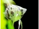 Clown Angelfish (Pterophyllum scalare "Clown")