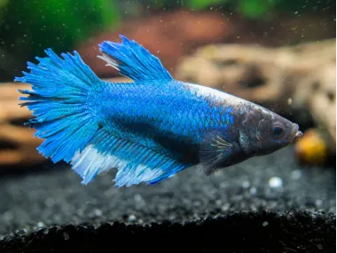 DELUXE Female Betta (Betta splendens)