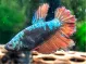 DELUXE Female Betta (Betta splendens)