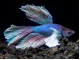 Assorted Dumbo Halfmoon Betta (Betta splendens)