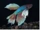 Assorted Dumbo Halfmoon Betta (Betta splendens)