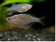 Dwarf Neon Praecox Rainbowfish (Melanotaenia praecox)