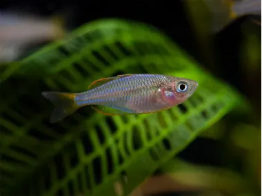 Dwarf Neon Praecox Rainbowfish (Melanotaenia praecox)