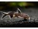 Dwarf Cuckoo AKA Leopard Catfish (Synodontis petricola)