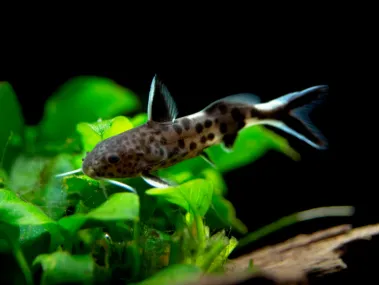 Dwarf Cuckoo AKA Leopard Catfish (Synodontis petricola)