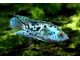 Electric Blue AKA Powder Blue Jack Dempsey Cichlid (Rocio octofasciata "Electric Blue")