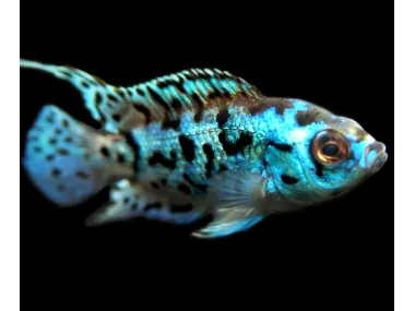 Electric Blue AKA Powder Blue Jack Dempsey Cichlid (Rocio octofasciata "Electric Blue")