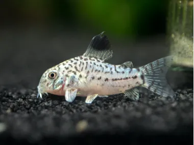 True Juli's Cory Catfish (Corydoras julii)