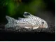 True Juli's Cory Catfish (Corydoras julii)