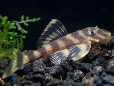 L168 Butterfly Pleco (Dekeyseria Picta)