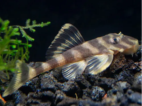 L168 Butterfly Pleco (Dekeyseria Picta)