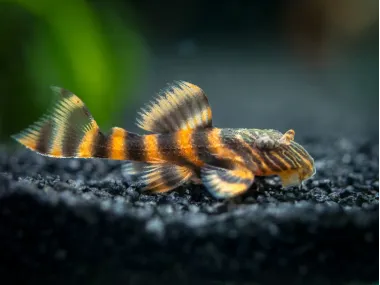 L397 Alenquer Tiger Pleco (Panaqolus sp.)