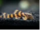 L397 Alenquer Tiger Pleco (Panaqolus sp.)