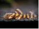 L397 Alenquer Tiger Pleco (Panaqolus sp.)