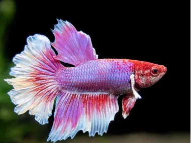 Assorted Dumbo Halfmoon Betta (Betta splendens)