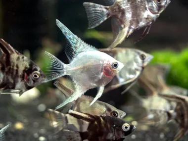 Assorted Angelfish (Pterophyllum scalare) 
