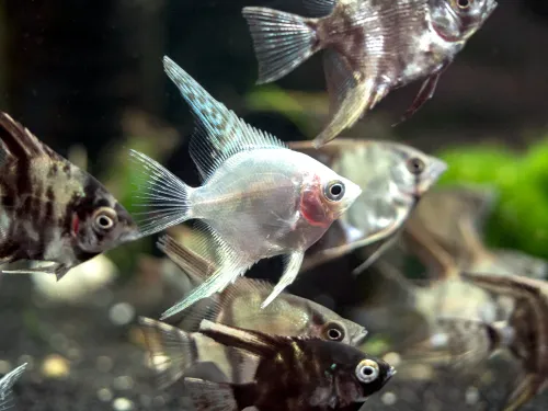 Assorted Angelfish (Pterophyllum scalare) 