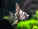 Assorted Angelfish (Pterophyllum scalare) 