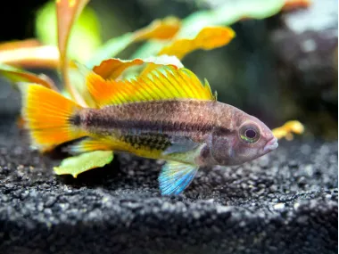 Orange Flash Cockatoo Dwarf Cichlid (Apistogramma cacatuoides)