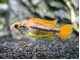 Orange Flash Cockatoo Dwarf Cichlid (Apistogramma cacatuoides)
