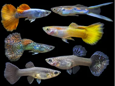 Assorted Fancy Guppy Culls (Poecilia reticulata )