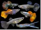 Assorted Fancy Guppy Culls (Poecilia reticulata )