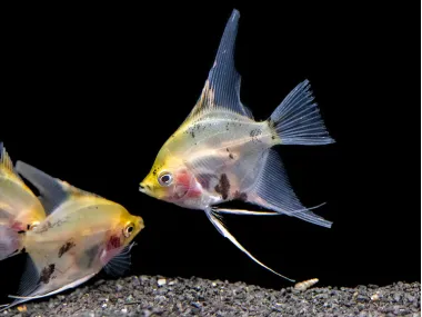 Koi Angelfish (Pterophyllum scalare)