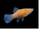 Red Wag Platy (Xiphophorus maculatus)