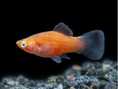 Red Wag Platy (Xiphophorus maculatus)