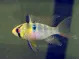 Cichlid (Mikrogeophagus ramirezi)