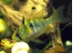 Cichlid (Mikrogeophagus ramirezi)